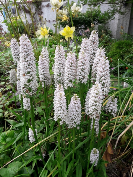 Forth Cottage Garden